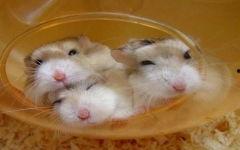 仓鼠可以吃蜜瓜么,仓鼠的夏日美味小食