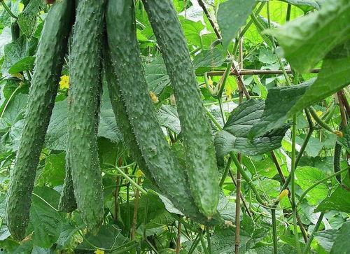 天天有瓜吃就是爽 吃瓜,揭秘“天天有瓜吃就是爽”的吃瓜乐趣