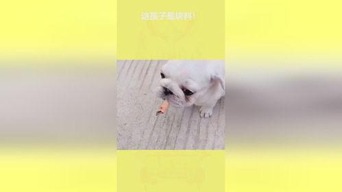 怎么看孩子是哪块料,如何判断孩子的特长所在