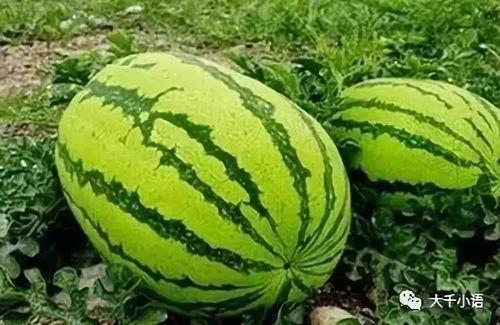 大掉瓜怎么吃,大掉瓜的多样食用攻略