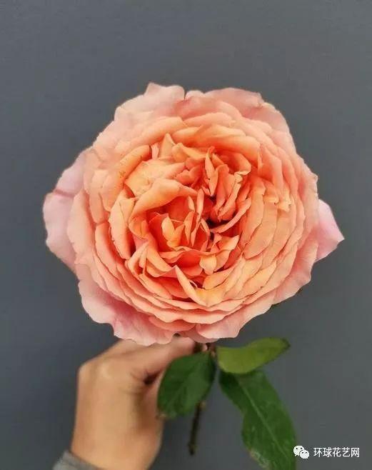 网红起泡玫瑰,梦幻起泡玫瑰，浪漫气泡中的花语传奇