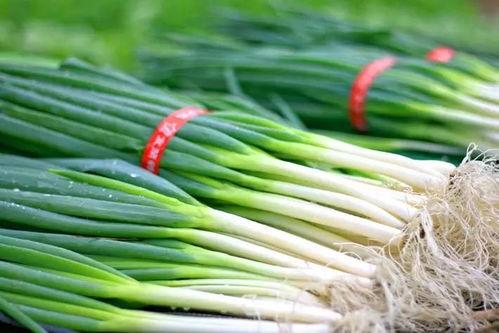 适合孩子吃的茭瓜,茭瓜食谱助力孩子健康成长