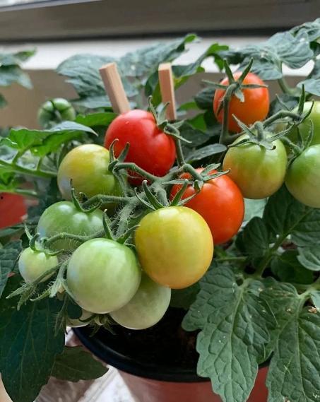 今日头条阳台种番茄好吗,阳台种植番茄的优缺点分析