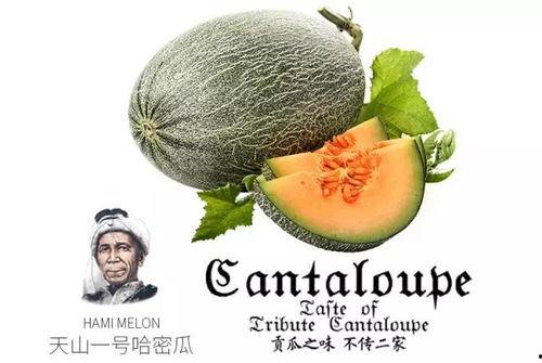 看瓜吃瓜推文怎么写文案,跟随看瓜吃瓜，解锁趣味文案新境界