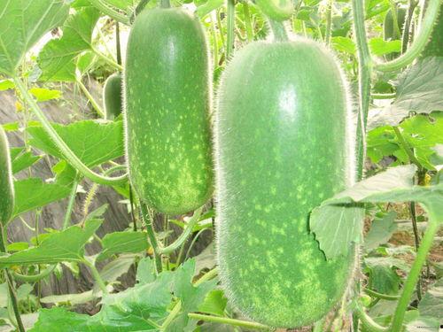 郑州吃瓜群视频大全,揭秘网络社交背后的趣味与争议