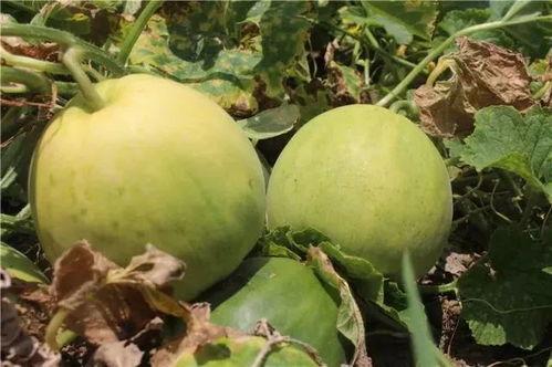 有翡吃瓜,揭秘剧中幕后故事与精彩瞬间