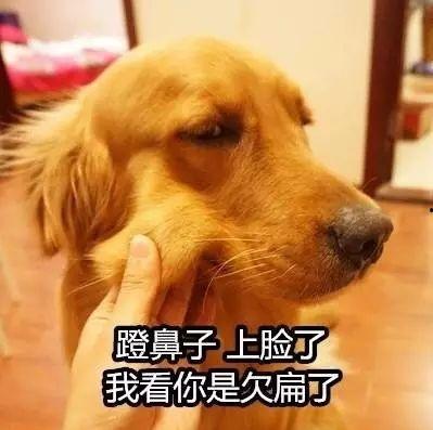 怎么让狗当网红犬,如何让你的爱犬成为网络红人