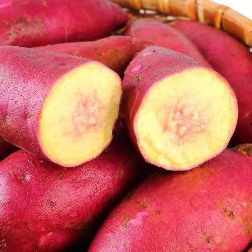 网红地瓜六 红薯,网红地瓜六带你探索红薯的美食奥秘